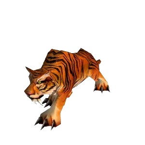 Young Stranglethorn Tiger
