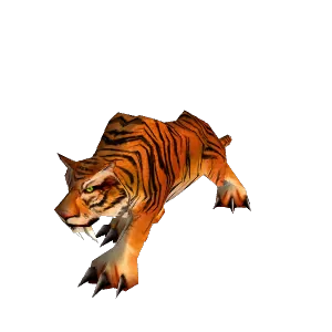 Elder Stranglethorn Tiger