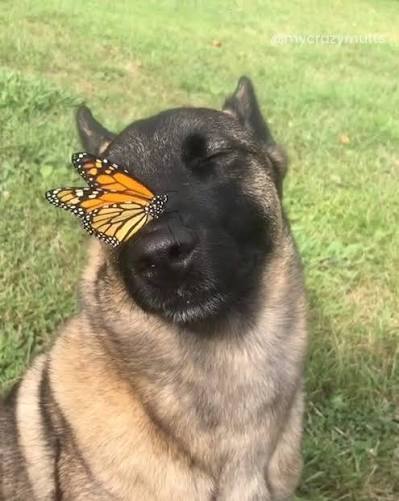 Doggofly.jpg